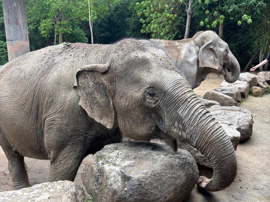 Phangan Elephant Sanctuary-帕岸岛必去景点
