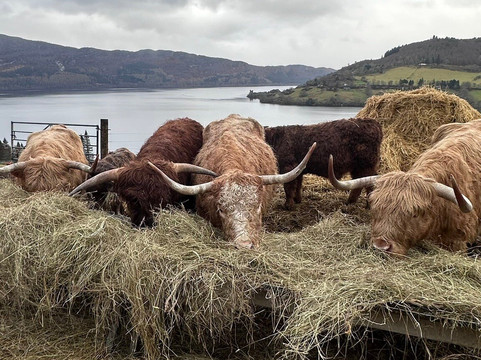 Loch Ness Highland Cows-德拉姆纳德罗希特必去景点