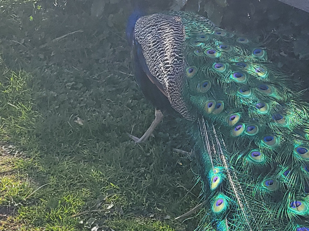 Corsica Zoo-Olmeta di Tuda必去景点