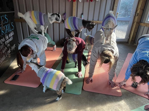 Ings Park Alpacas-Brough必去景点