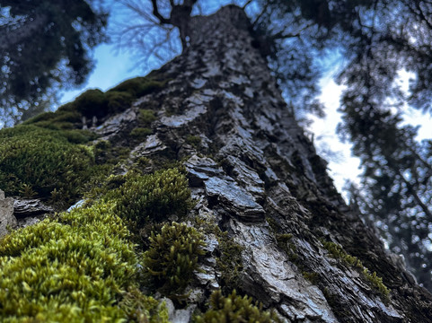 Morrissey Provincial Park