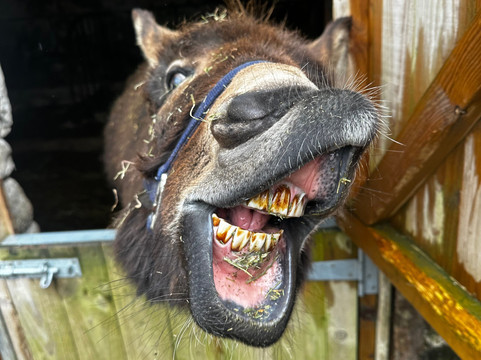 Woolly Experiences Therapy Farm-Mold必去景点