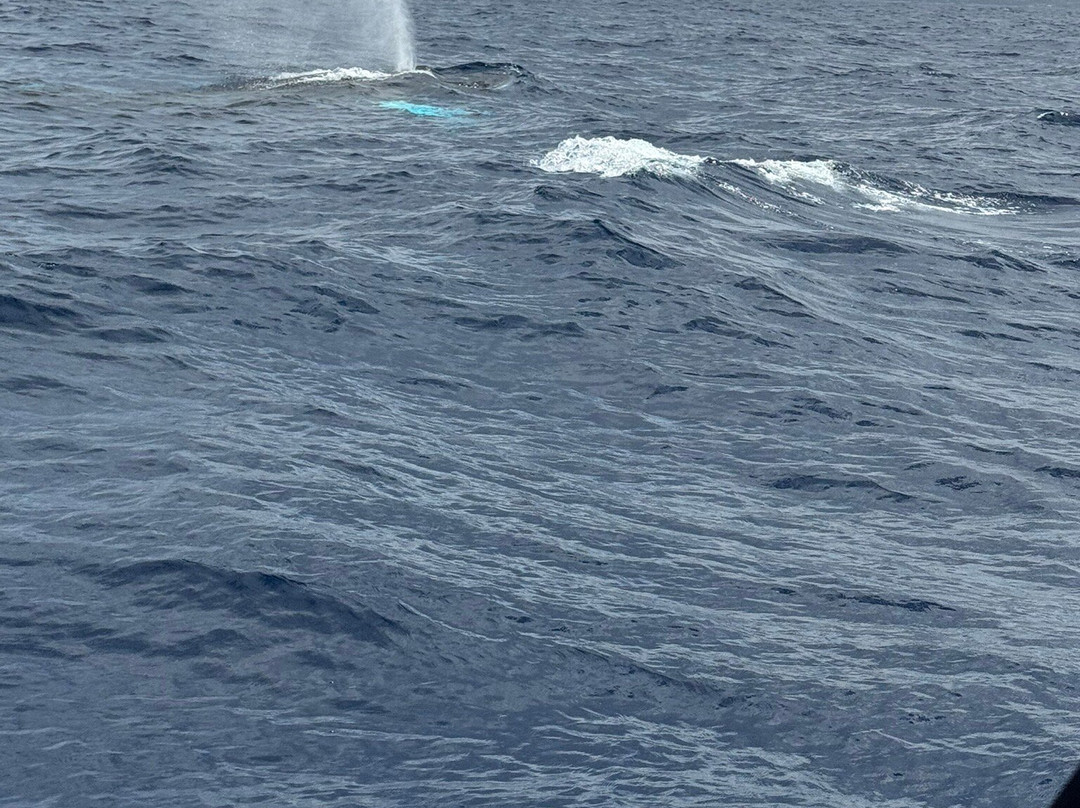 Shelltone Whale Project-Pointe-Noire必去景点