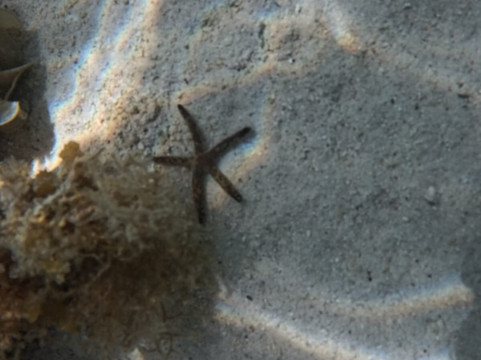 Dodo Gliders-毛里求斯必去景点