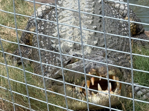 Koorana Crocodile Farm-Coowonga必去景点