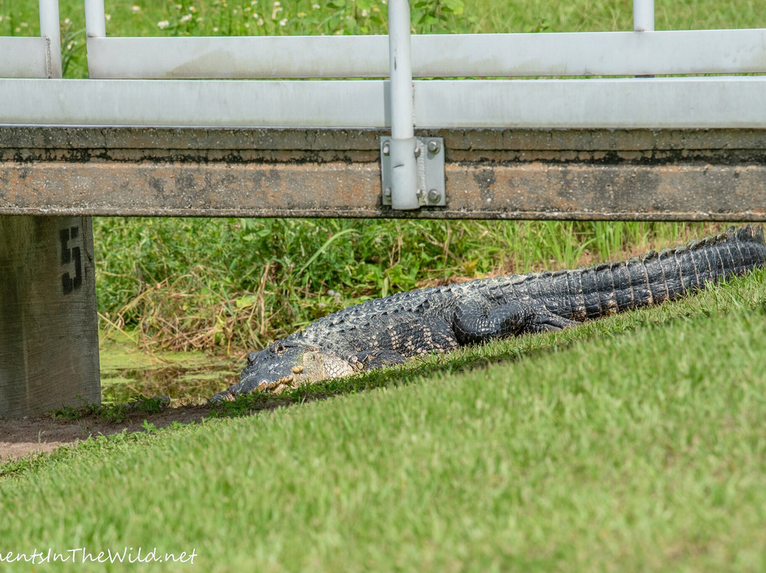 Se7en Wetlands-莱克兰必去景点