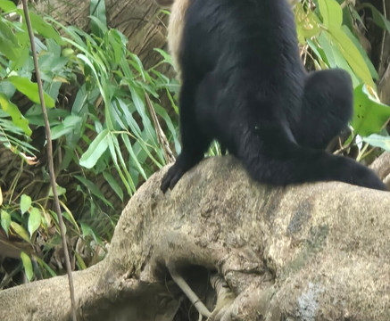 Monkey Mangrove Tour-克波斯必去景点