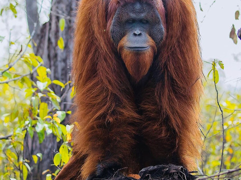 Sumatra Orangutan Tours-武吉拉旺必去景点