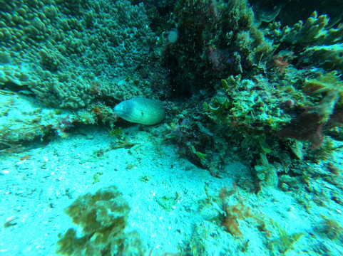 Buccaneer Diving-帕杰必去景点