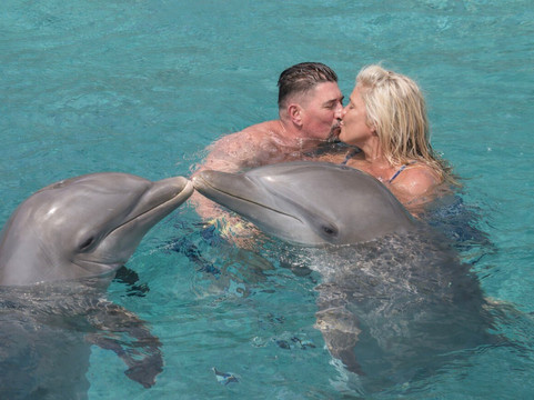 Dolphin Academy Curacao-威廉斯塔德必去景点