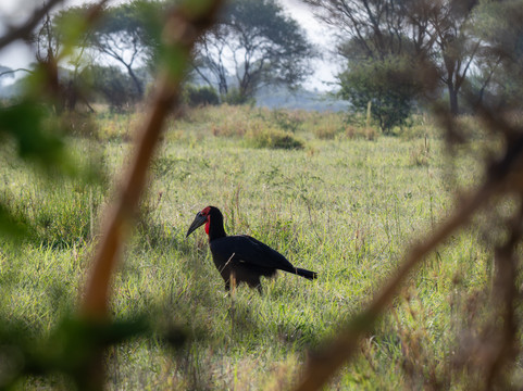 Kiliclimb Africa Safaris-阿鲁沙必去景点