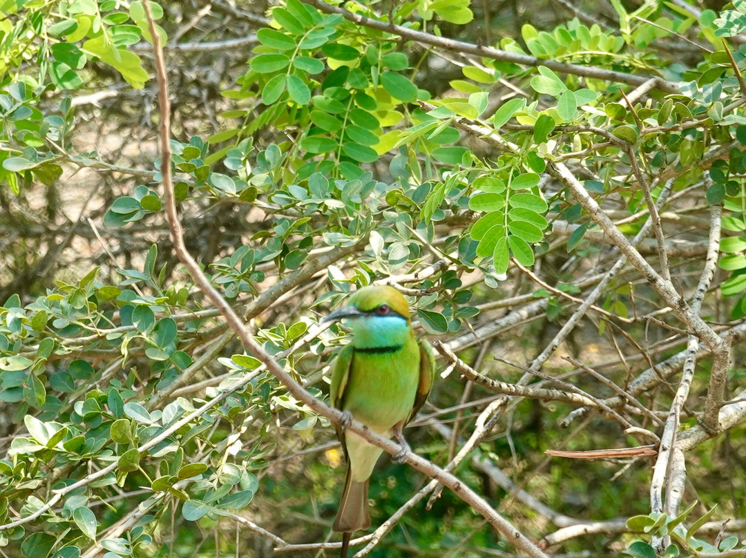 Araliya Lanka Tours-因都鲁瓦必去景点