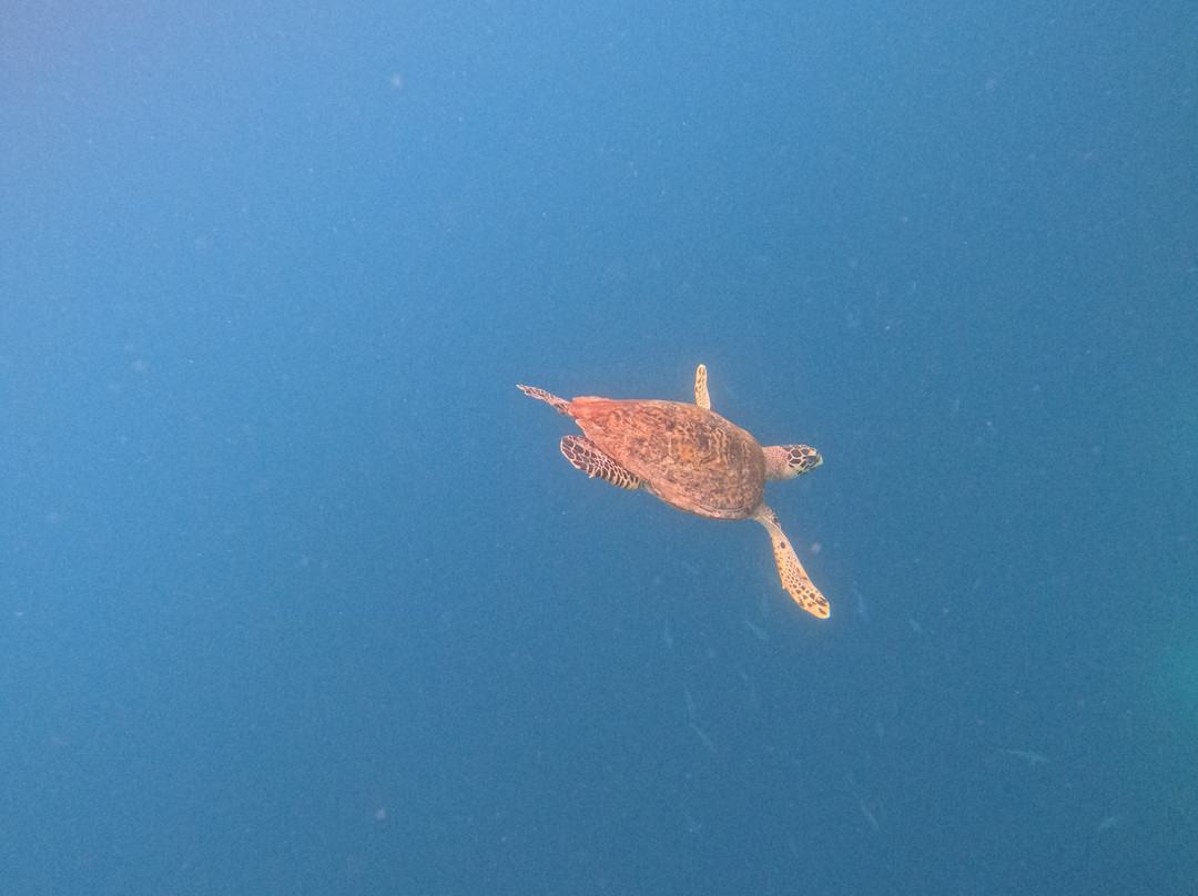 Snorkeling Diving Menjangan-Menjangan Island必去景点
