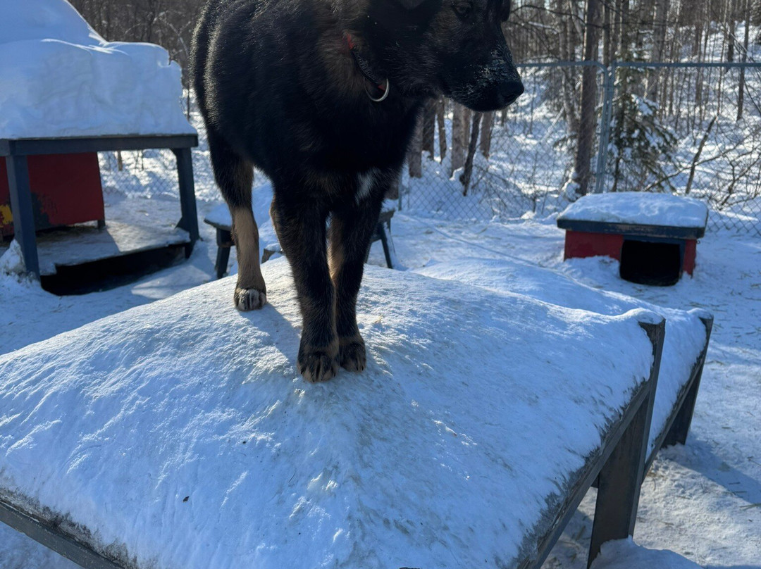 Snowhook Adventure Guides of Alaska-Willow必去景点
