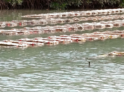 Lagune de la Somone-索蒙必去景点