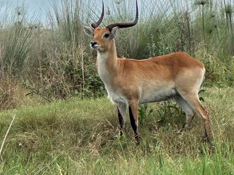 Safari Specialists-马翁必去景点