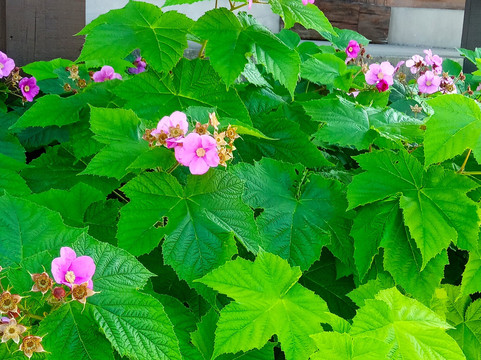 Megève Tourisme-梅杰夫必去景点