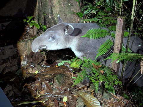Tapir Valley Nature Reserve-Bijagua de Upala必去景点