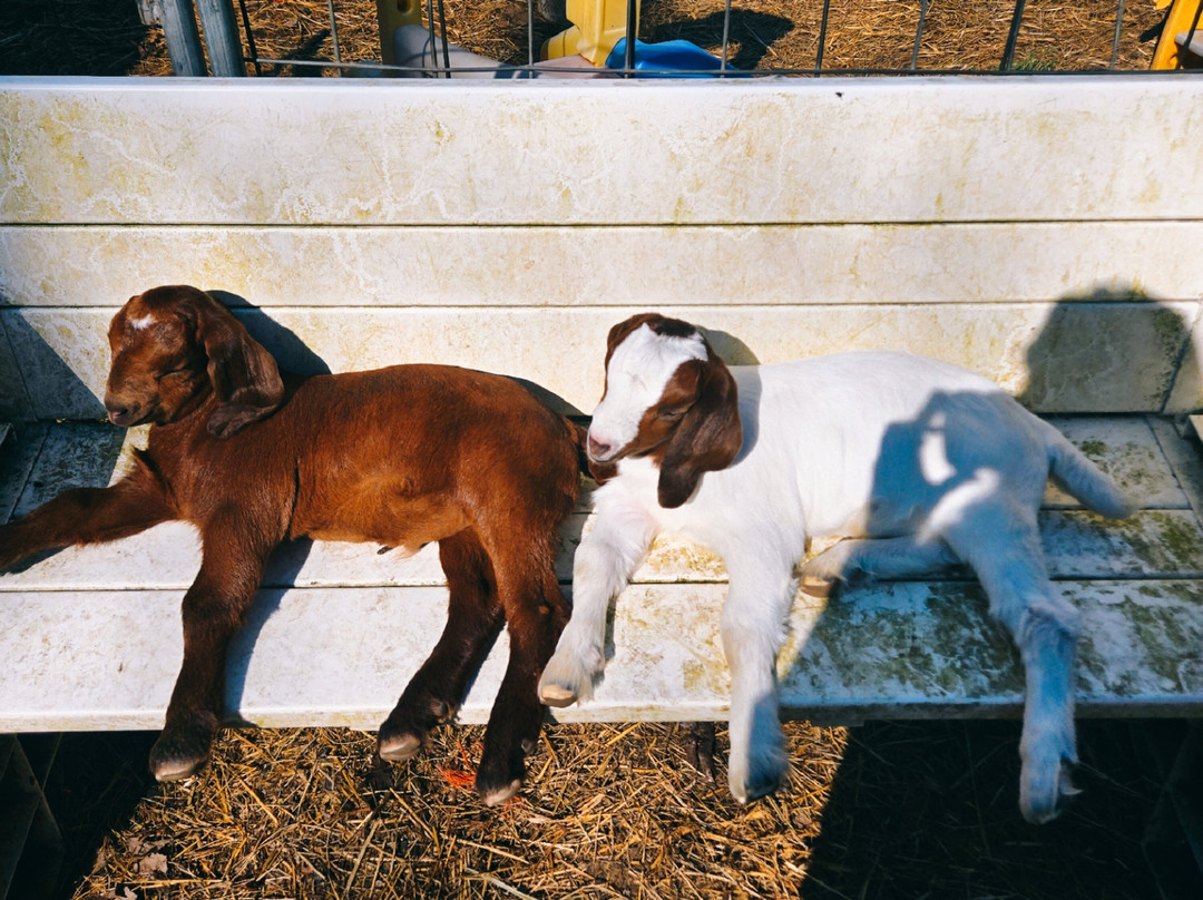 Ye Olde Goat Farm-Murphy必去景点