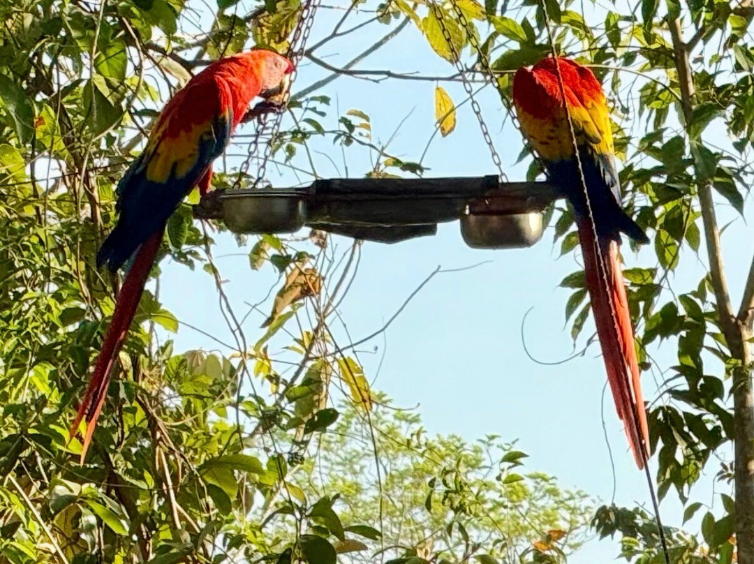 Macaw Recovery Network-Punta Islita必去景点