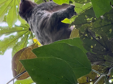 Rio Celeste Blue Adventures-Tenorio Volcano National Park必去景点
