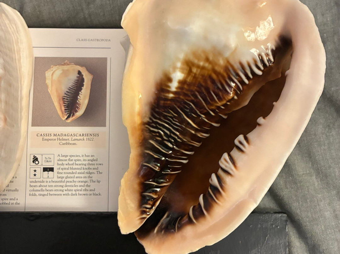 GeoRockShop aan Zee-Egmond aan Zee必去景点