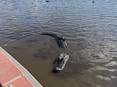 New Orleans Airboat Tours-Marrero必去景点