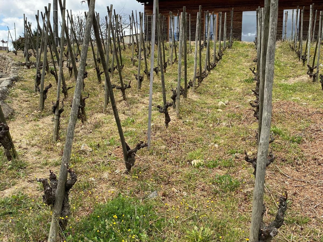 Rhone Wine Tours-尼永必去景点