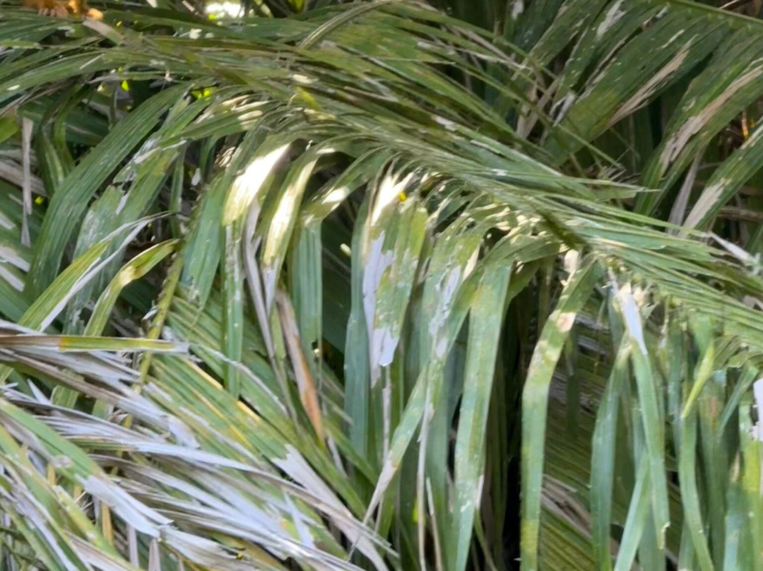 Kokopelli Wildlife Tours-Sierpe必去景点