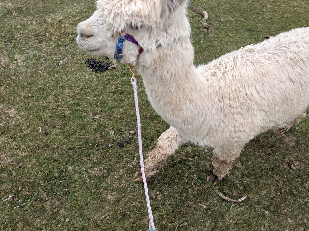 Lydford Gorge Alpacas-Lydford必去景点