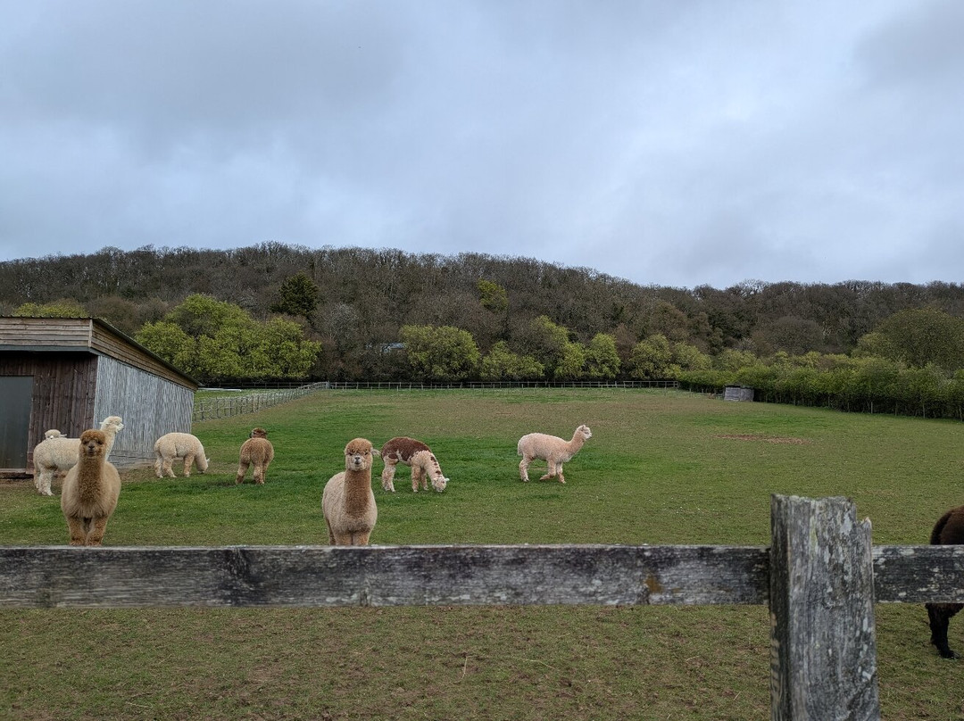 Stoke Wood Alpacas-汤顿必去景点