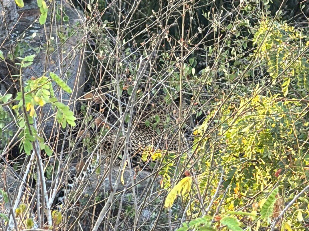 NPA Leopard Safari-蒂瑟默哈拉默必去景点