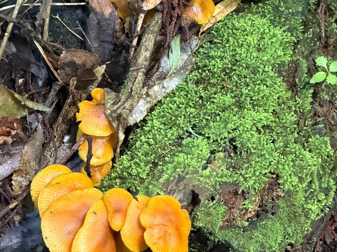 Sanctuary Mountain Maungatautari-Pukeatua必去景点