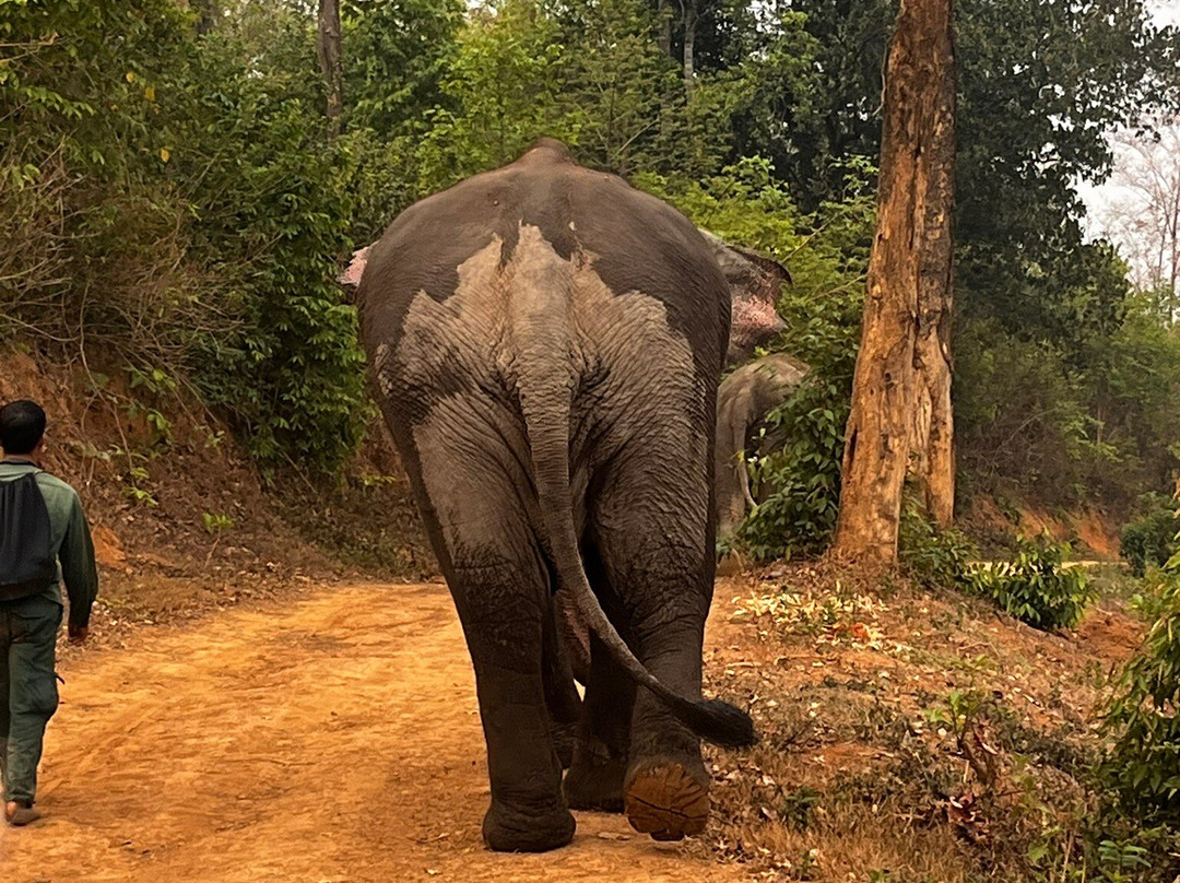 Elephant Conservation Center-Sayaboury必去景点