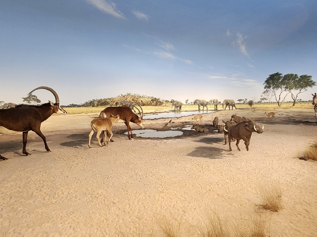 丹佛自然科学博物馆-丹佛必去景点