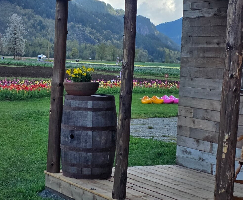 Harrison Tulip Festival-阿加斯市必去景点