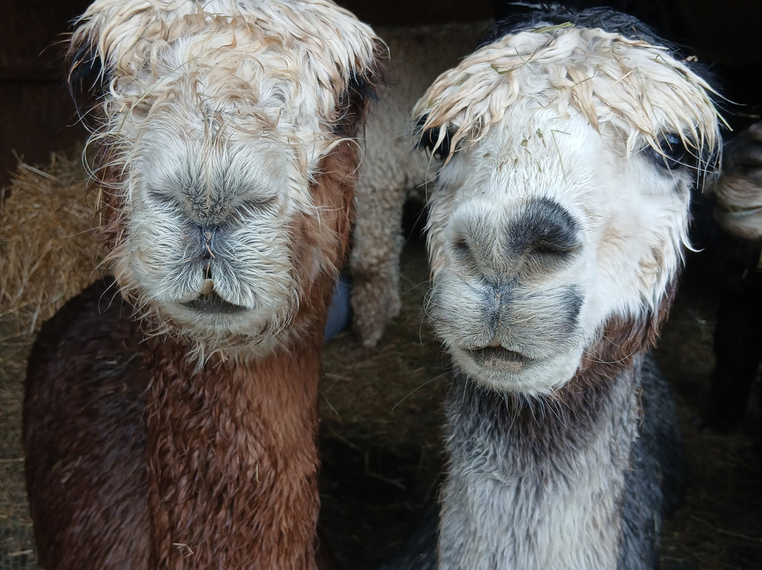 Lydford Gorge Alpacas-Lydford必去景点