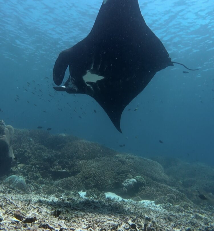 Dragon Dive Komodo-Labuan Bajo必去景点