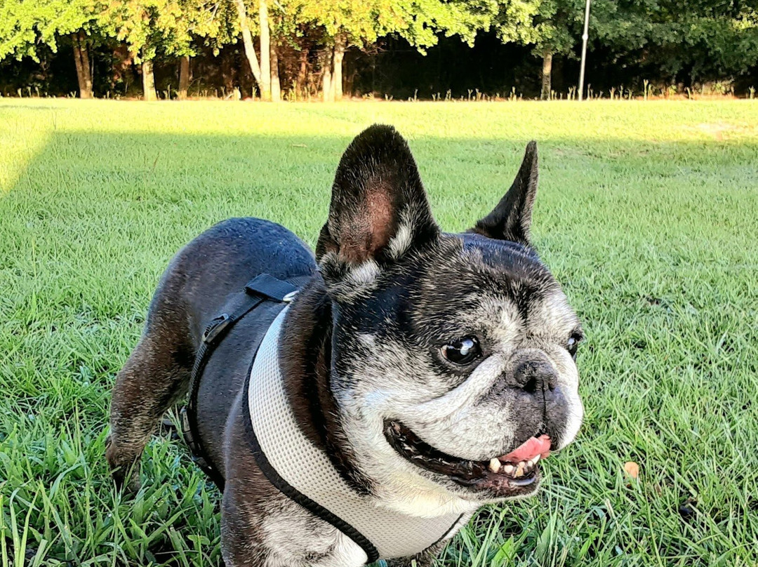 Lexington Paw Park