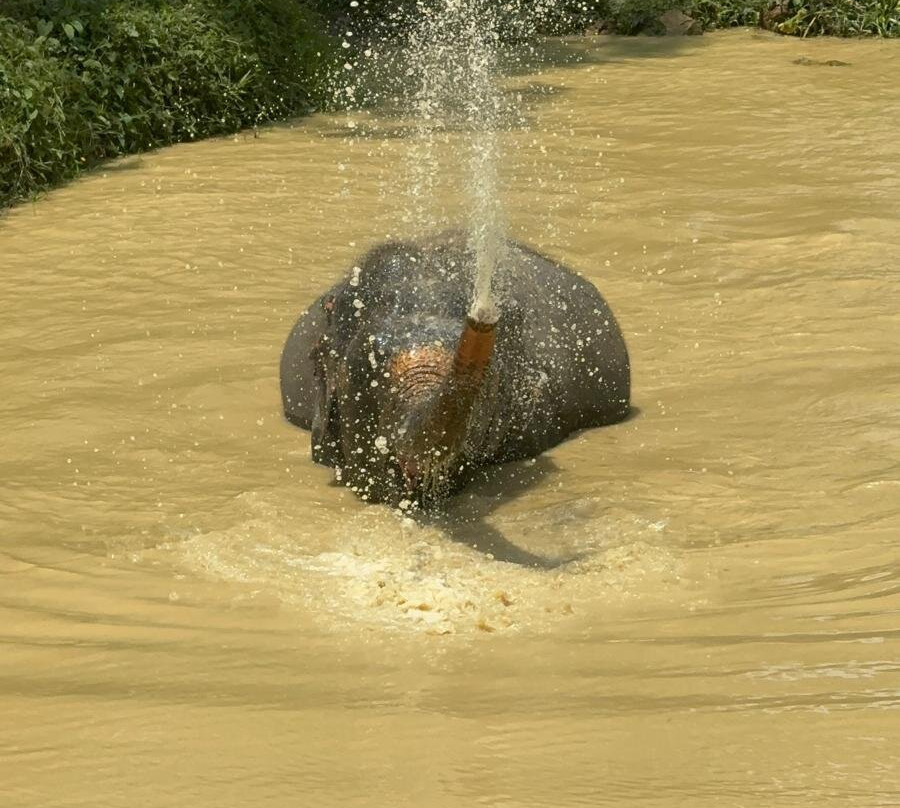 Hidden Forest Elephant Reserve-查龙必去景点