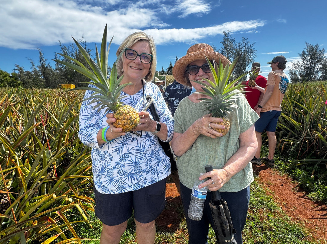 Sugarloaf Pineapple Farm-基拉韦厄必去景点
