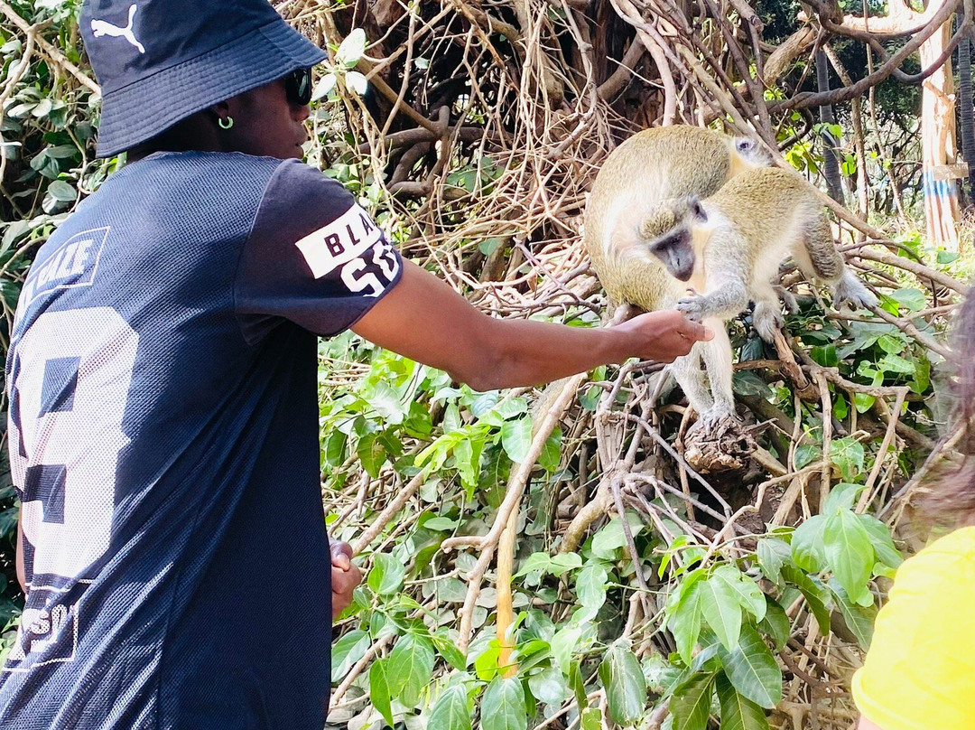 Monkey Park Senegambia-塞瑞库达必去景点