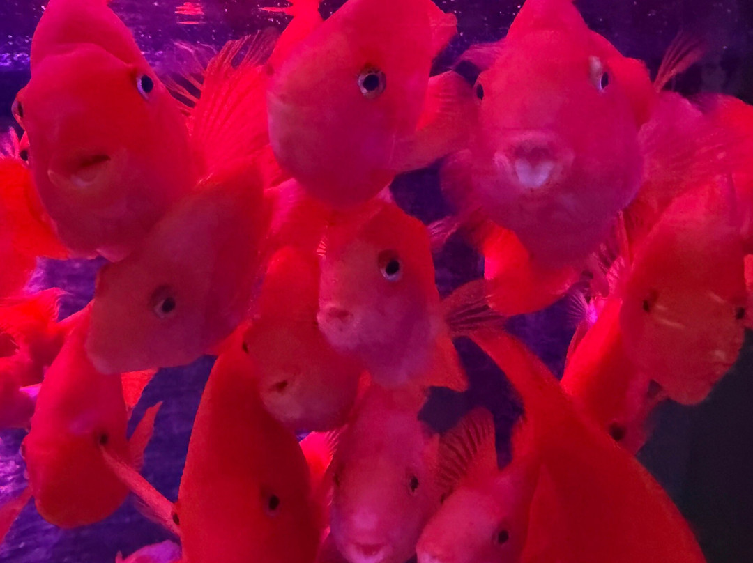 Aqua Planet Yeosu-丽水市必去景点