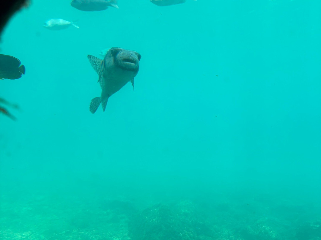 Kushimoto Marine Park Undersea Tower-串本町必去景点