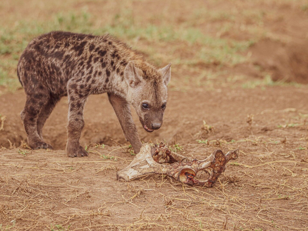 Regal African Safaris-Usa River必去景点