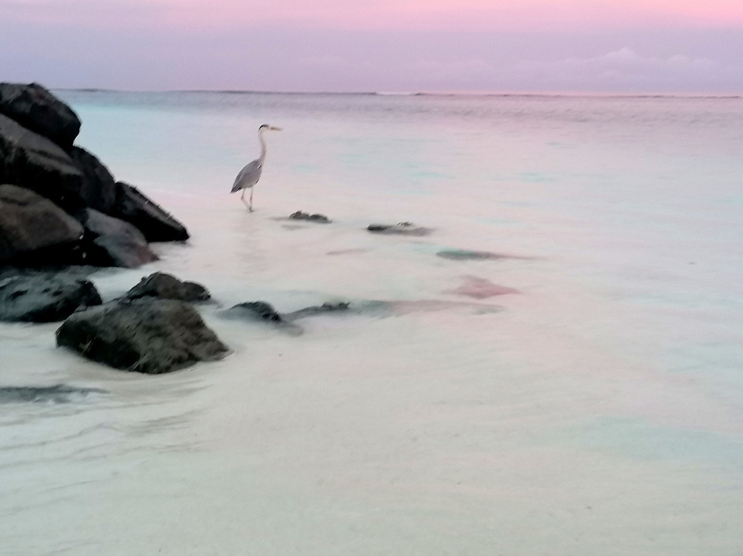 Joy Island Maldives by Cocoon Collection主图