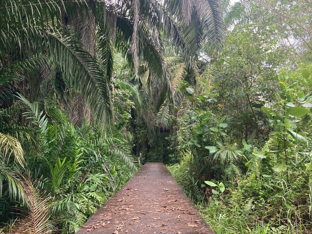 Piasau Nature Reserve-美里必去景点
