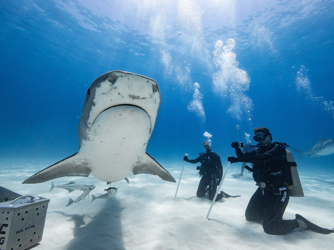 Epic Diving-West End必去景点