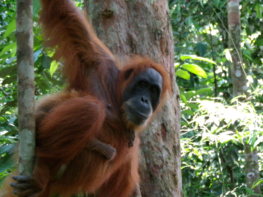 Sumatra Orangutan Tour-棉兰必去景点