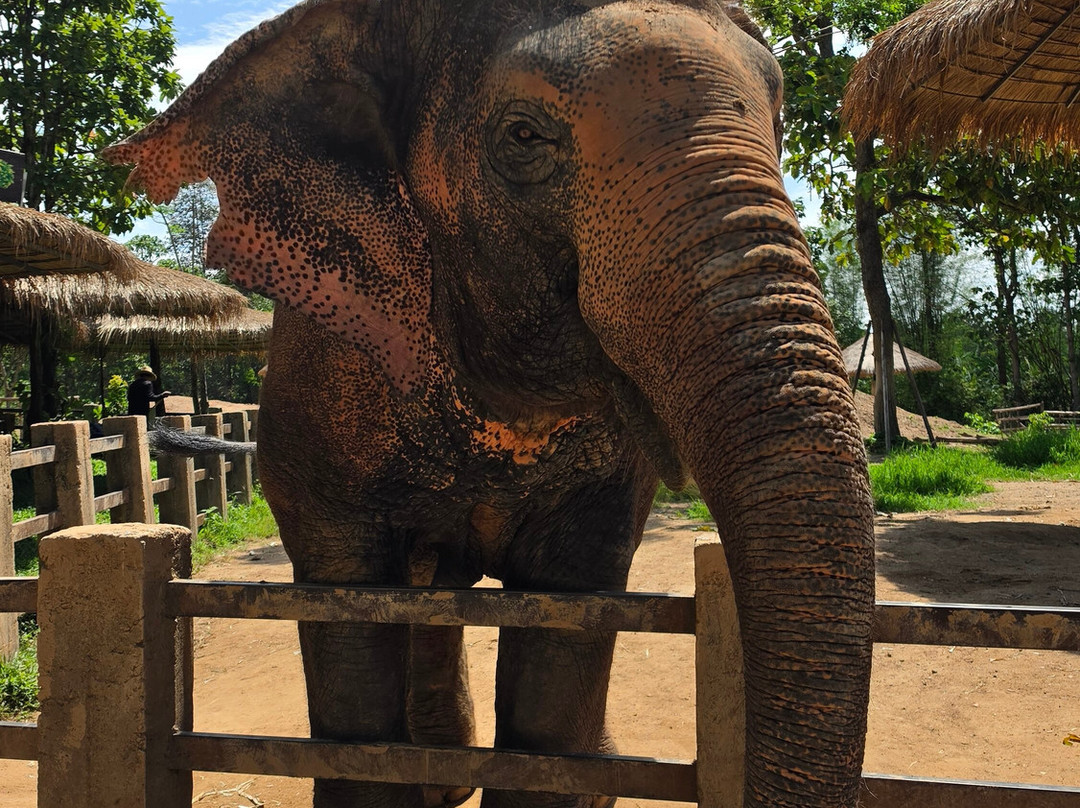 Maerim Elephant Sanctuary-夜林必去景点